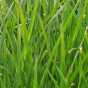 Meet your Posher, Cass